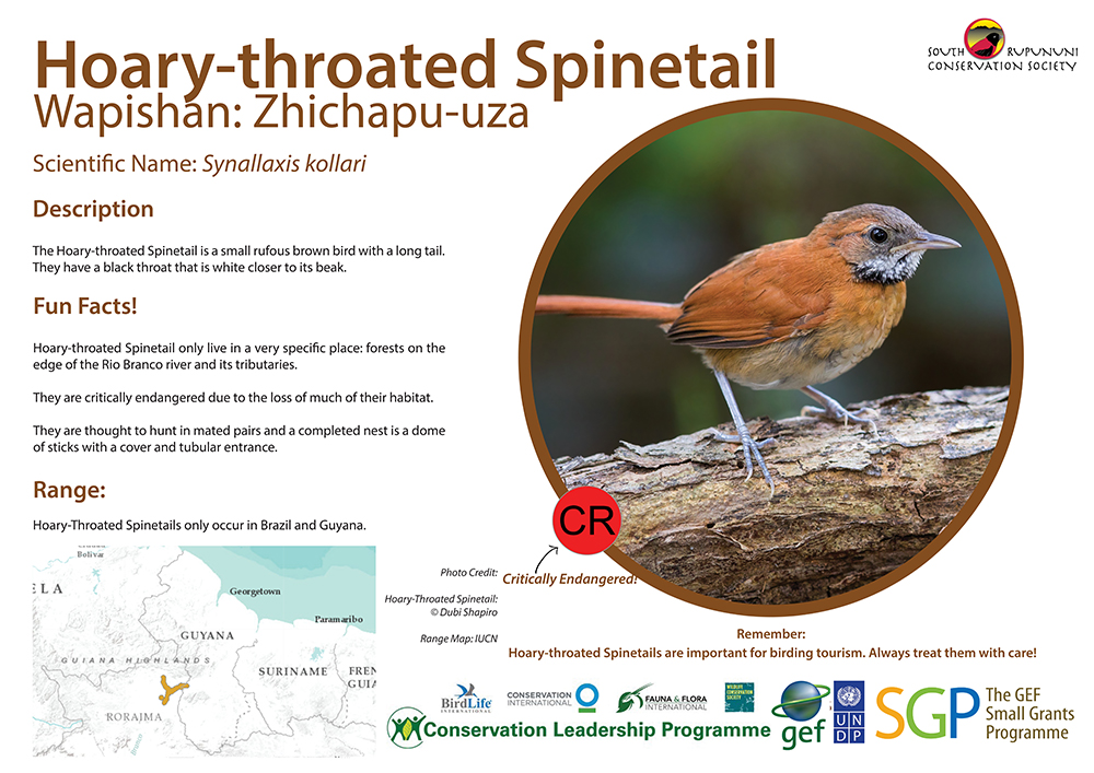 SRCS Hoary-throated Spinteail Poster (Design & text by MPierre)