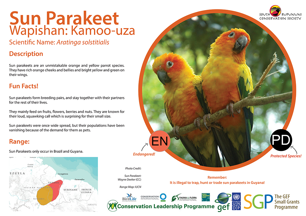 SRCS Sun Parakeet Poster (Design & text by MPierre)