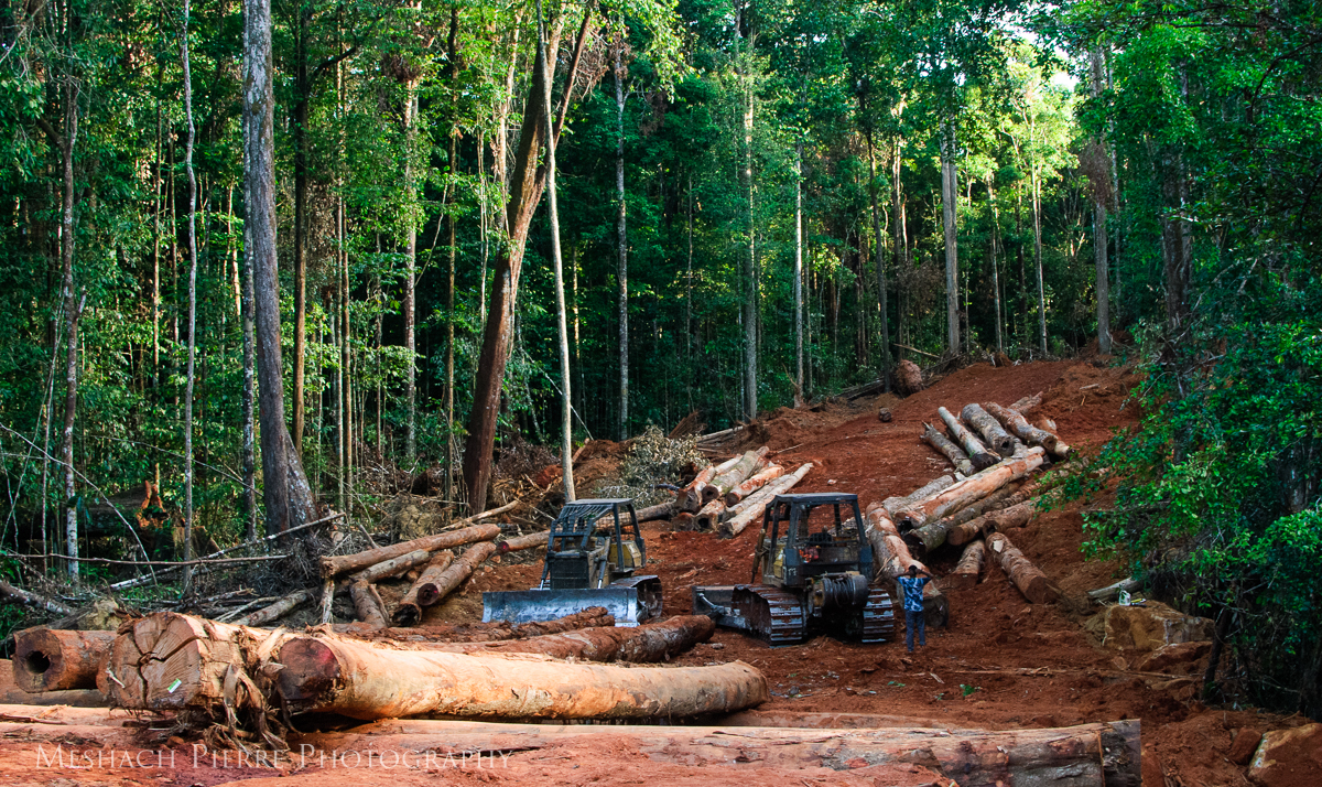 Logging in the Siparuni