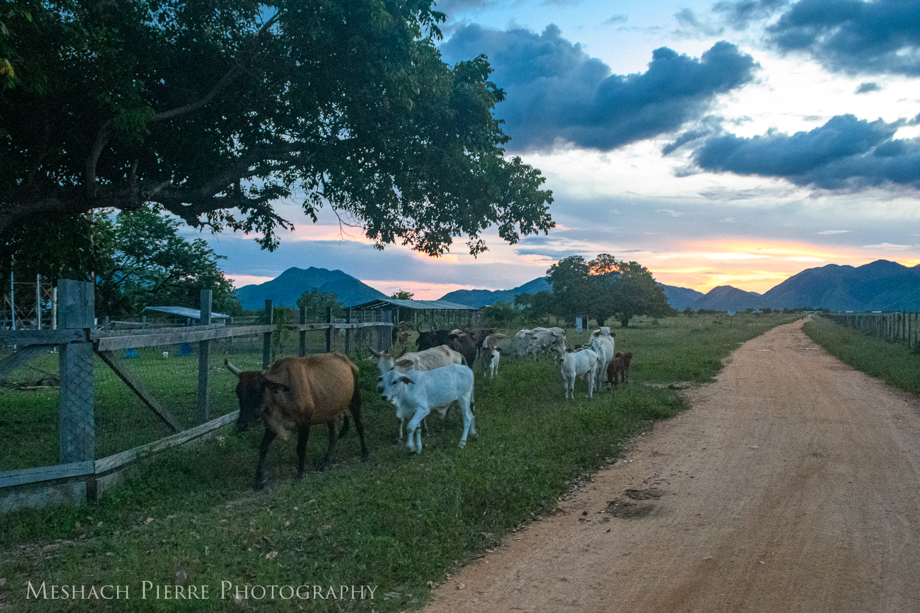 Cows walking into a village at dusk